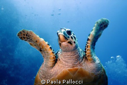 sea turtle by Paola Pallocci 